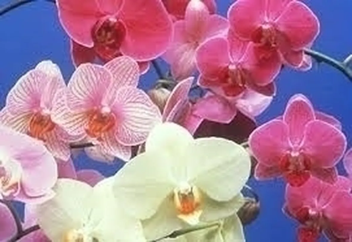 concime orchidee-4