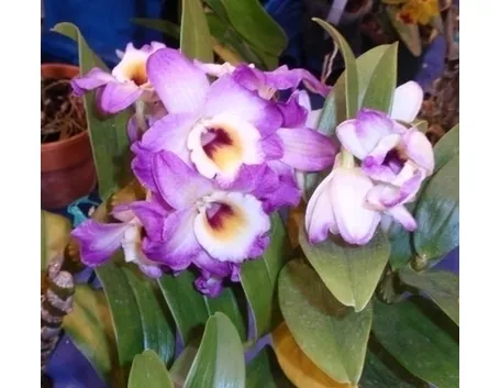 concime orchidee-5