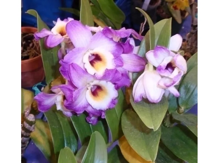concime orchidee-5