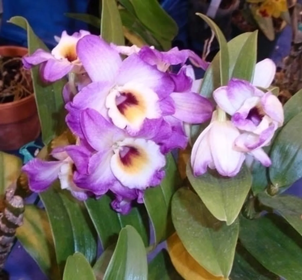 concime orchidee-5