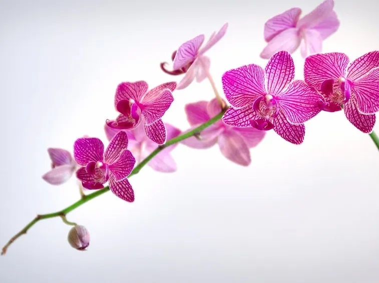 concime orchidee-7