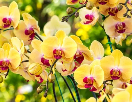 concime orchidee-8