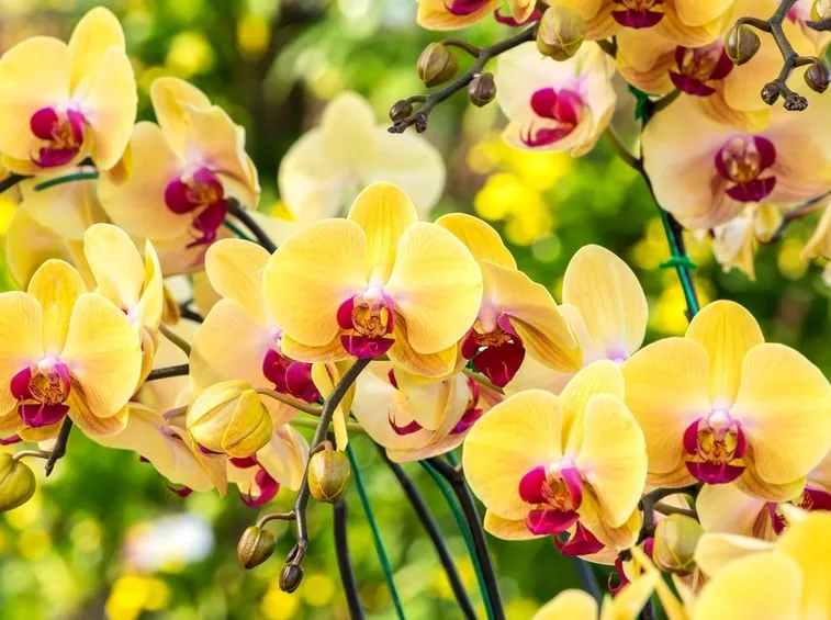 concime orchidee-8