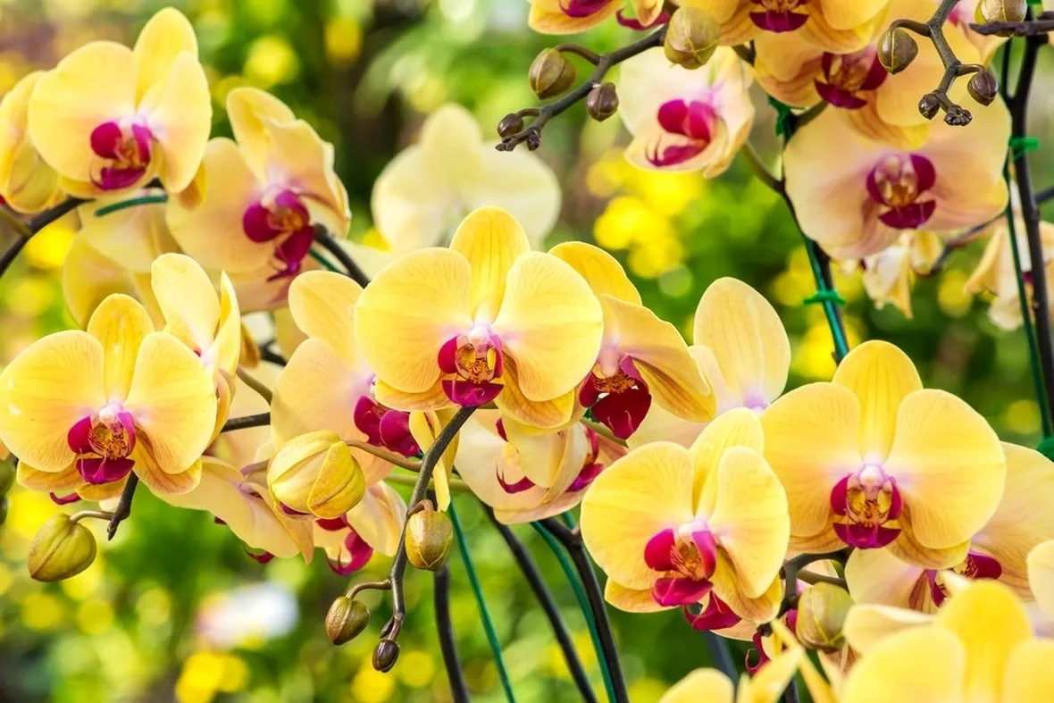 concime orchidee-8