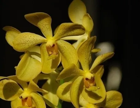 concime orchidee-9