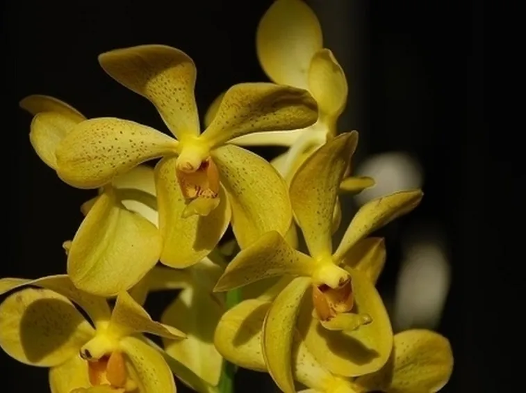concime orchidee-9