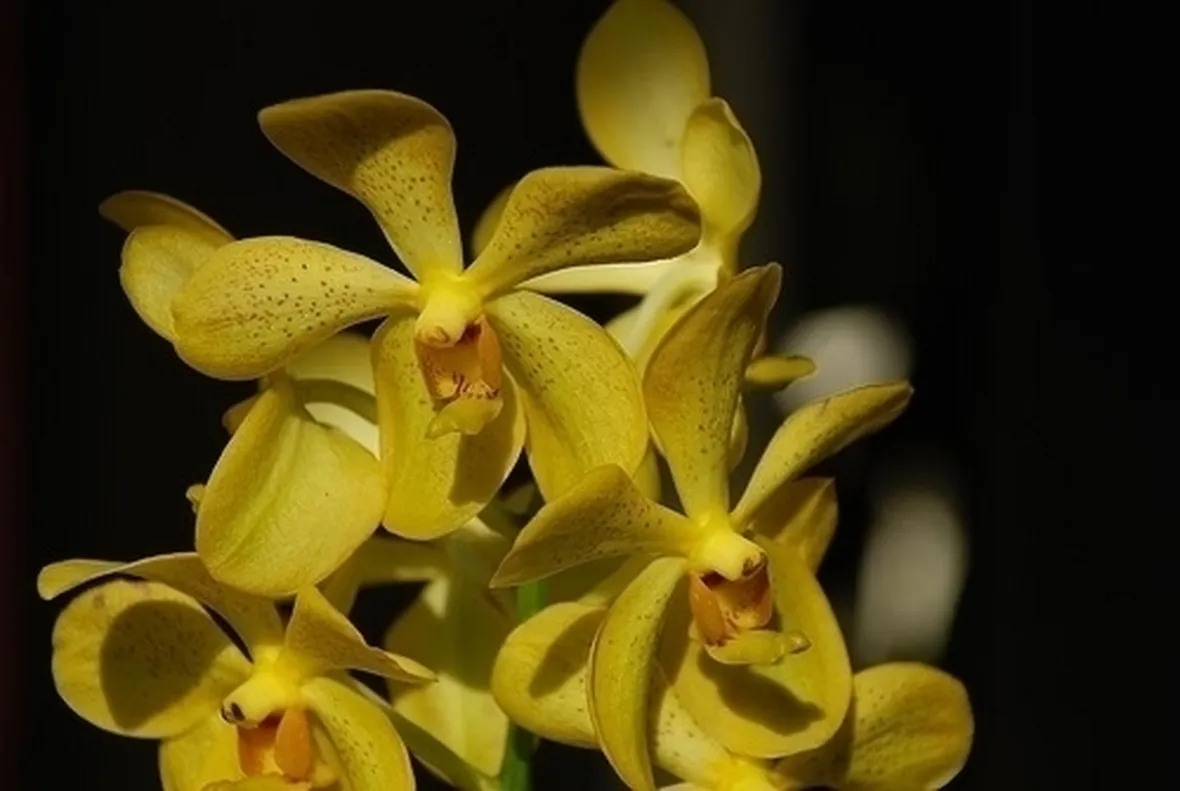concime orchidee-9