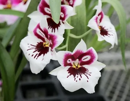 concime orchidee