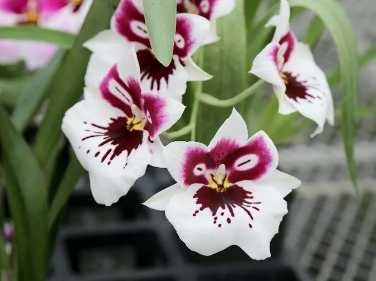 concime orchidee