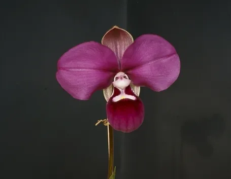 Consigli di base per la cura delle orchidee
