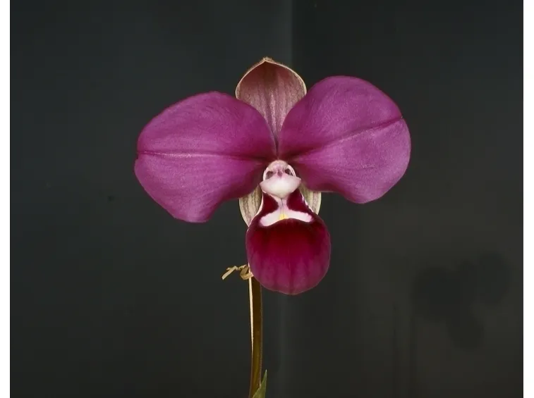 Consigli di base per la cura delle orchidee