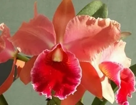 cura delle orchidee-4