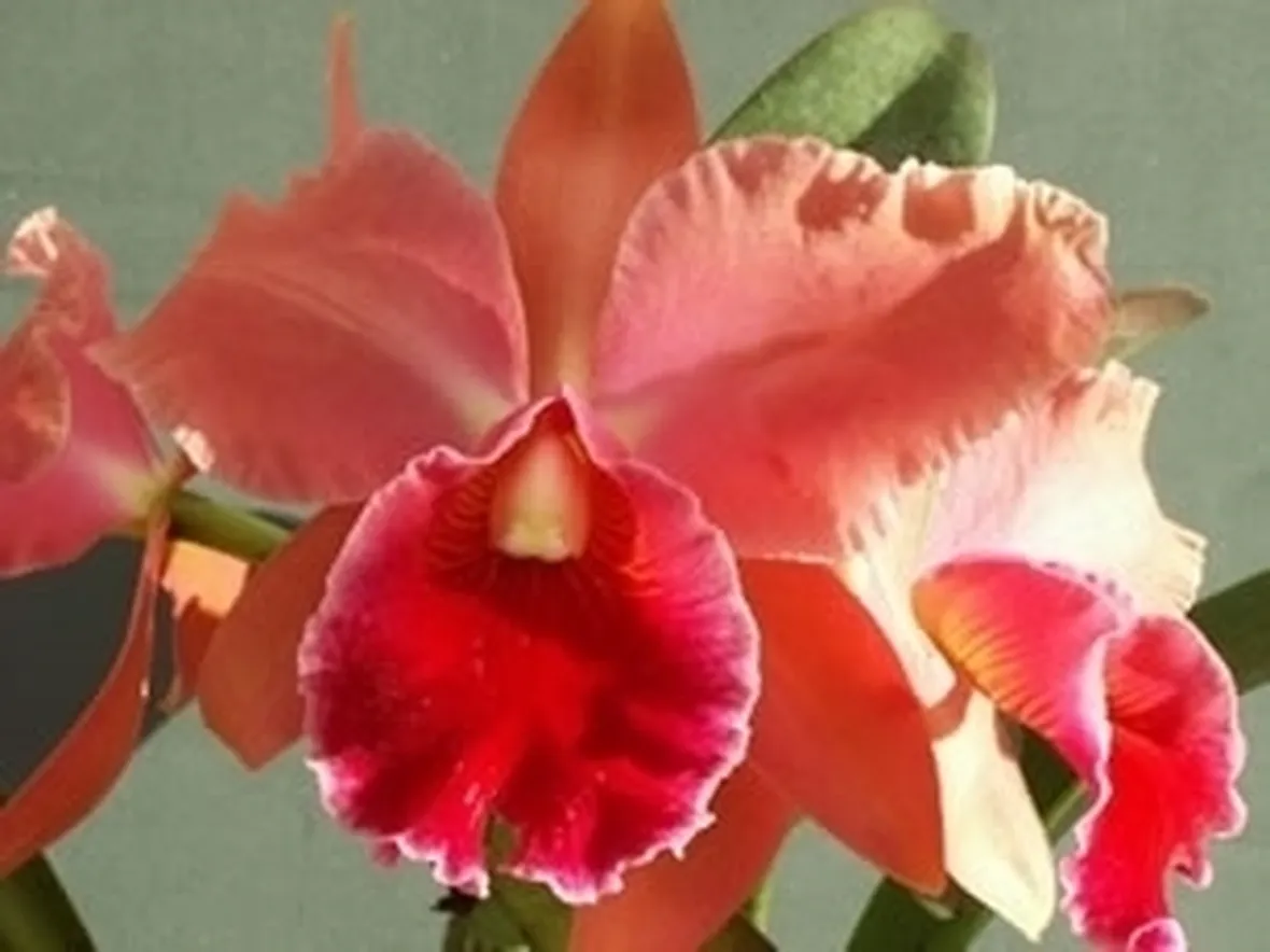 cura delle orchidee-4