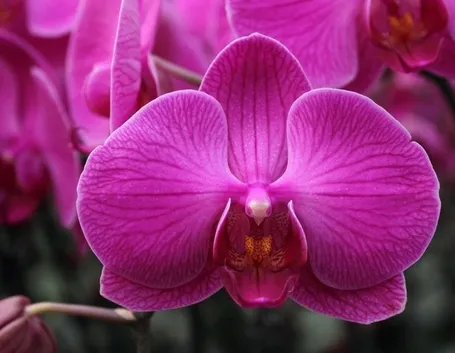 cura delle orchidee-5