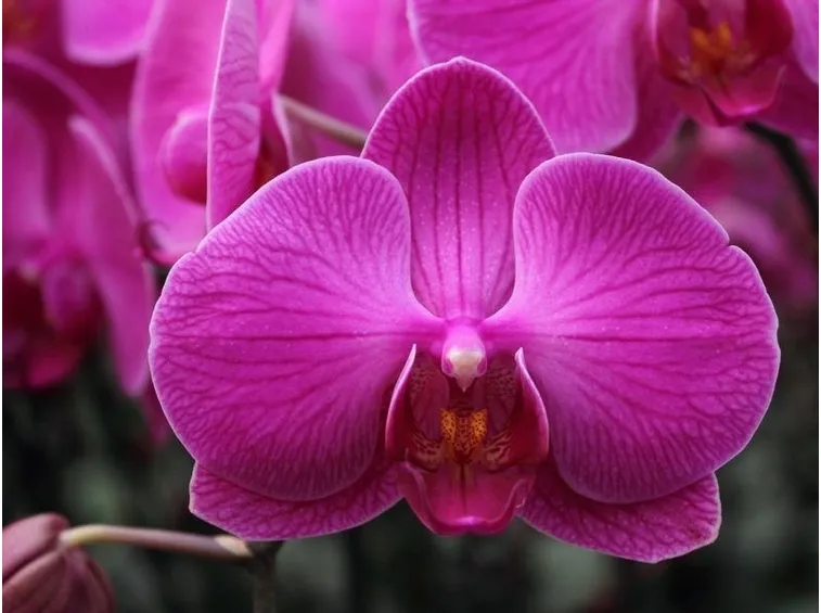 cura delle orchidee-5