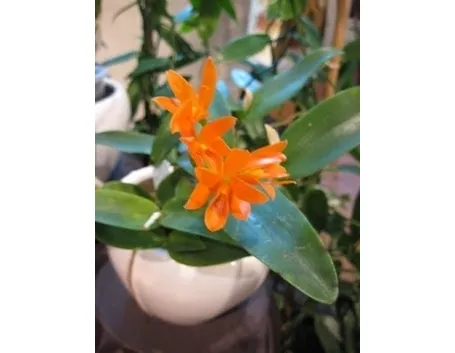 cura delle orchidee-6
