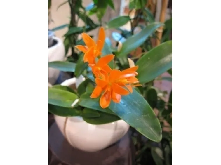 cura delle orchidee-6