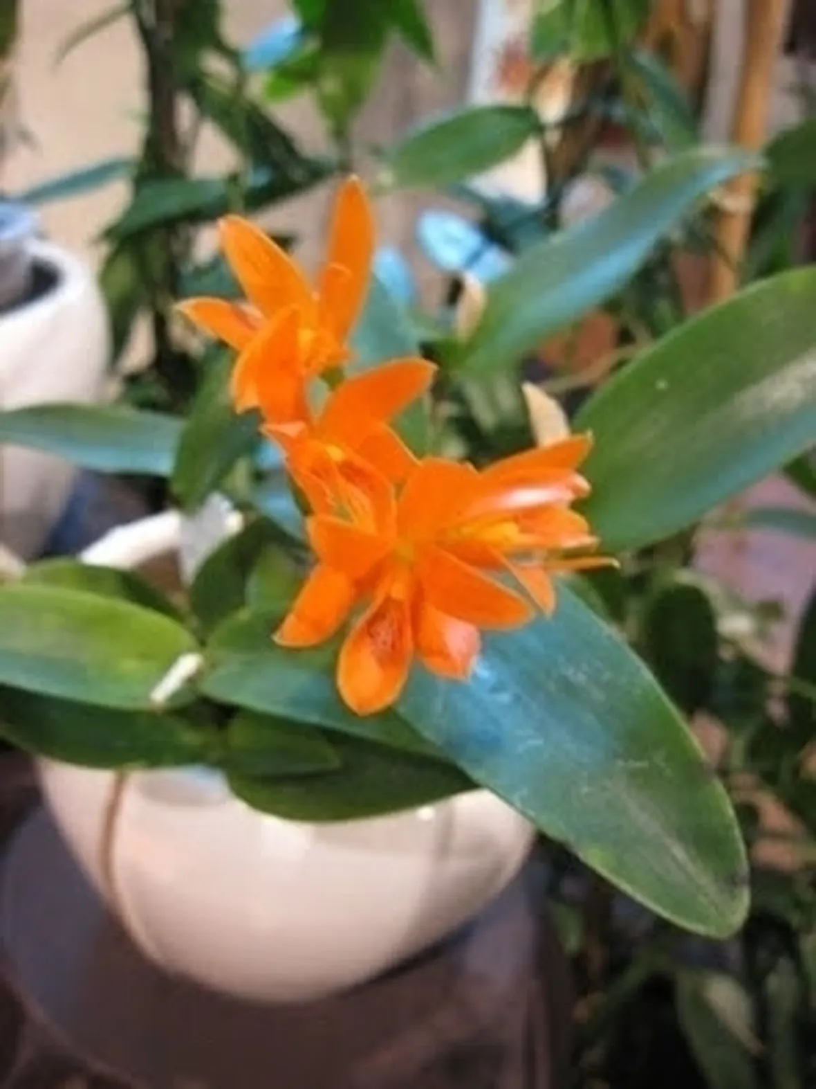 cura delle orchidee-6