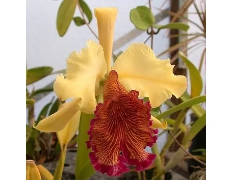 cura delle orchidee-7