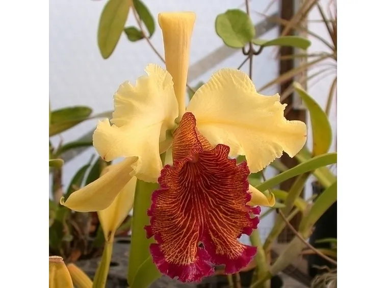 cura delle orchidee-7