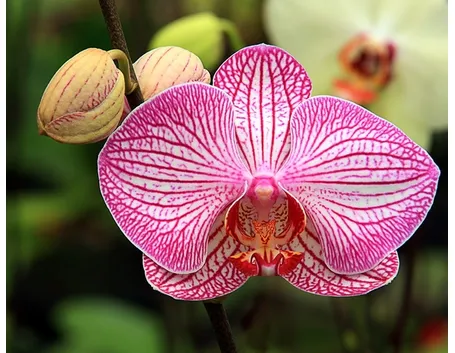cura delle orchidee-8