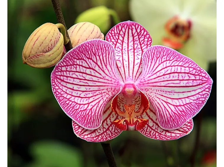 cura delle orchidee-8