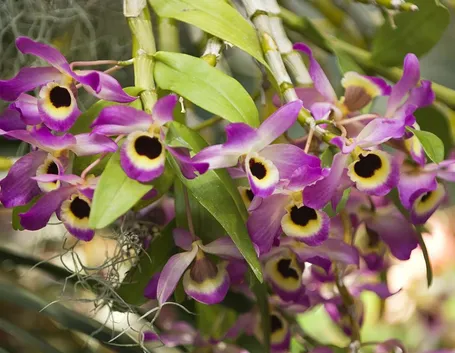 cura delle orchidee-9