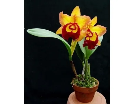 cura delle orchidee