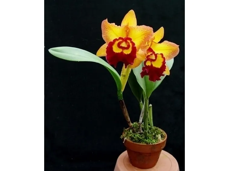 cura delle orchidee