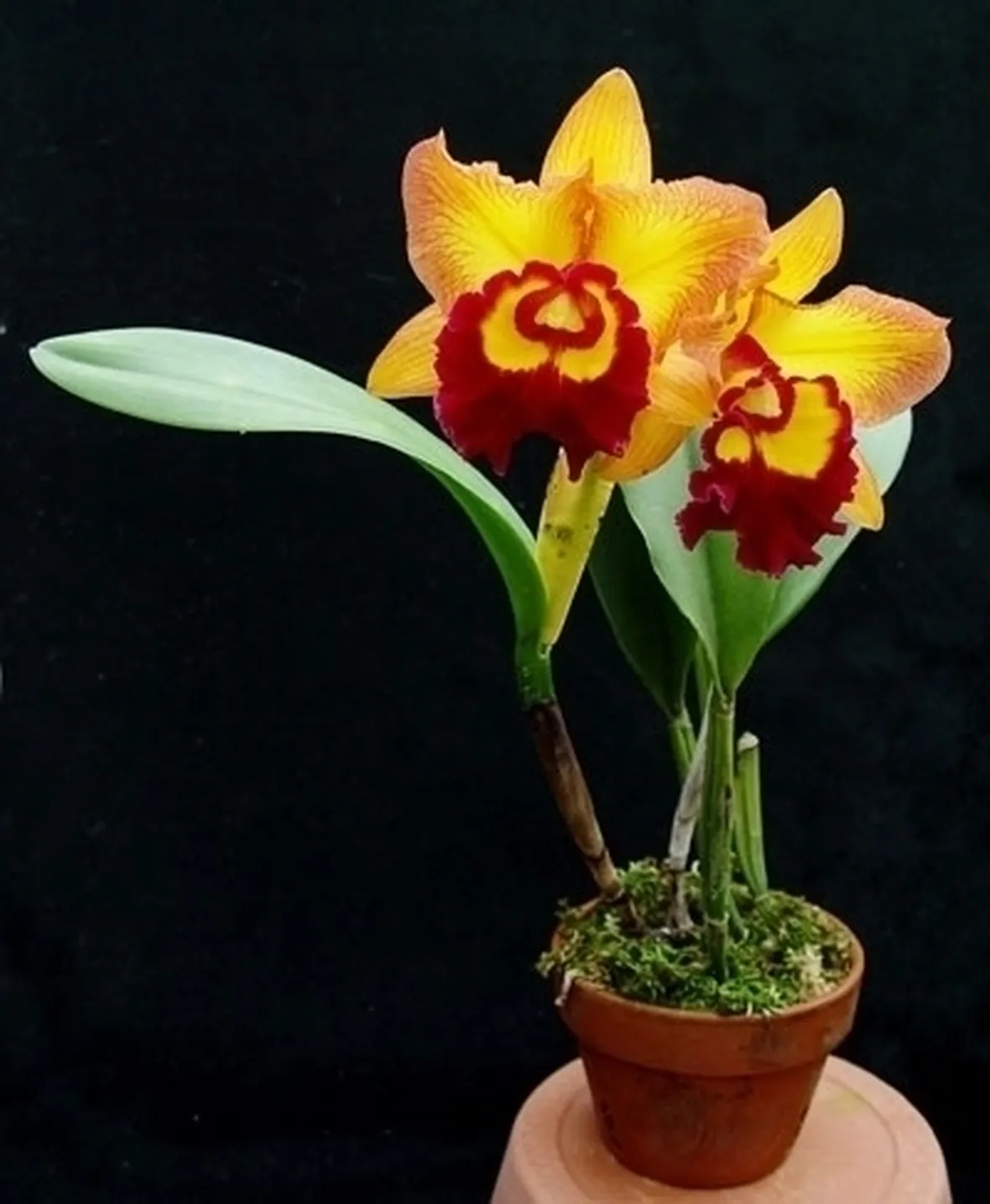 cura delle orchidee