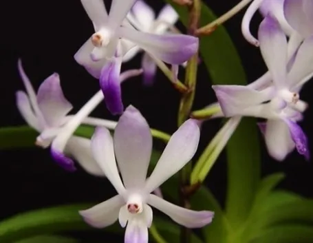Cura orchidee in casa: l'habitat