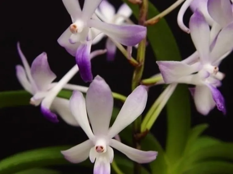 Cura orchidee in casa: l'habitat