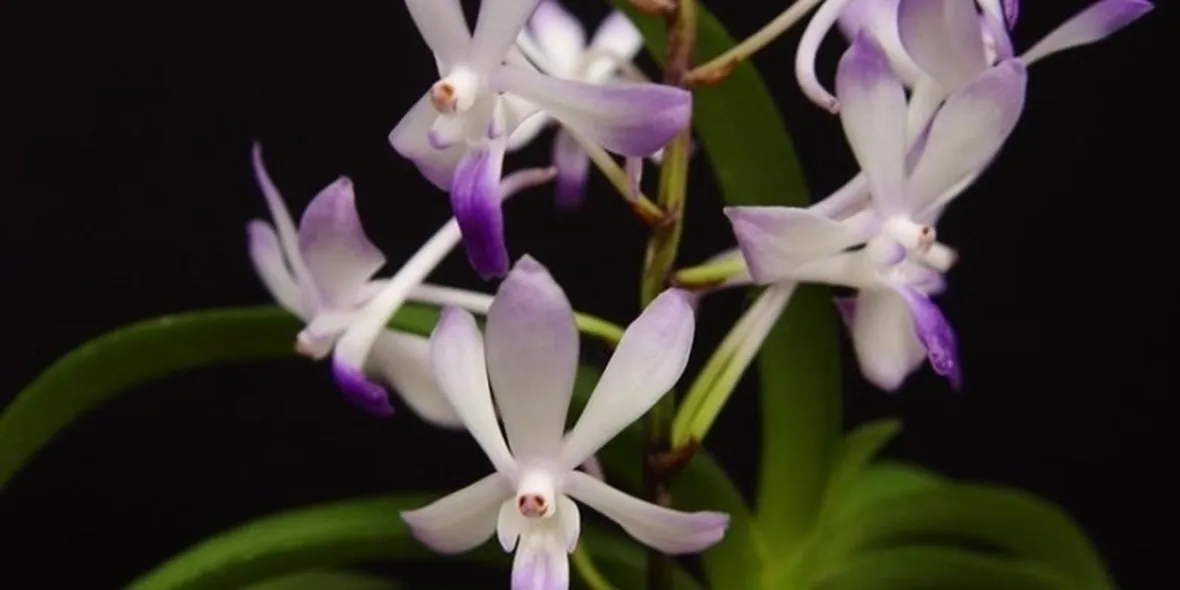 Cura orchidee in casa: l'habitat