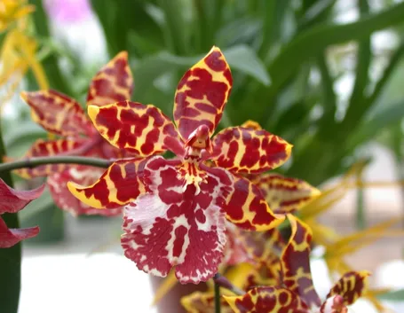 Curare le orchidee in casa