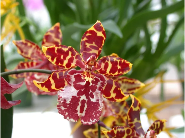 Curare le orchidee in casa
