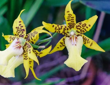 innaffiare orchidea-1