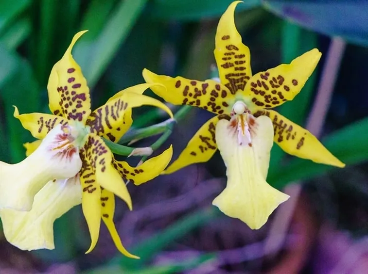 innaffiare orchidea-1