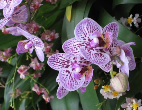 innaffiare orchidea-3