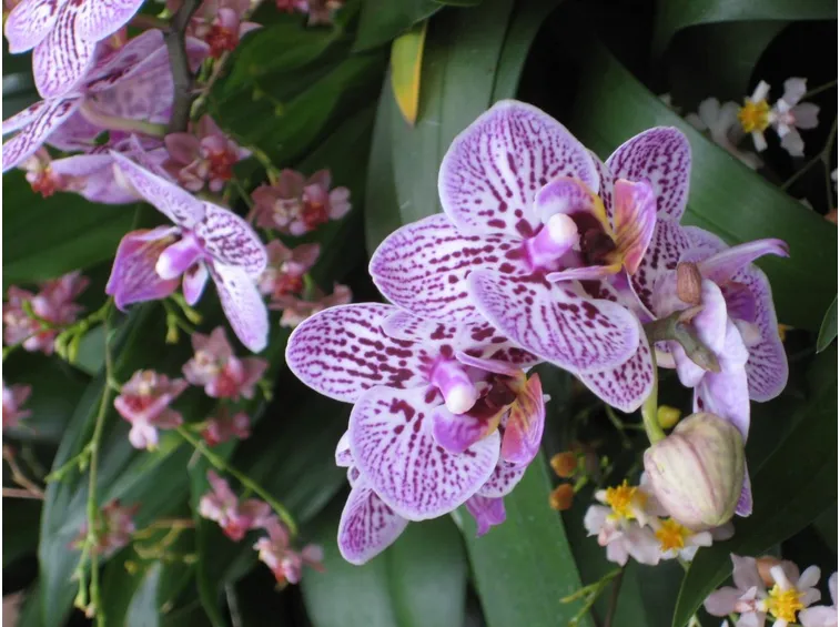 innaffiare orchidea-3