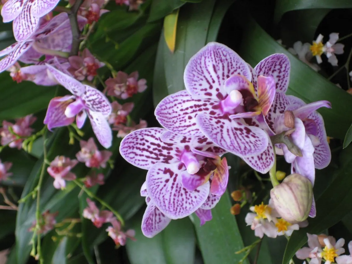innaffiare orchidea-3