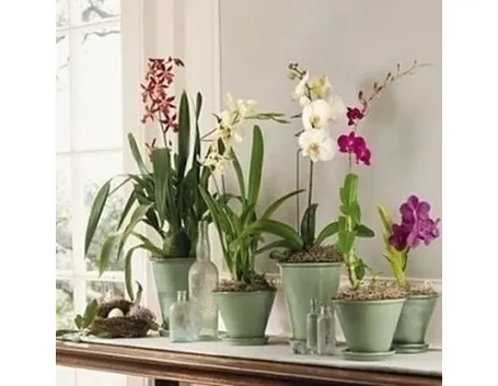 innaffiare orchidea-4