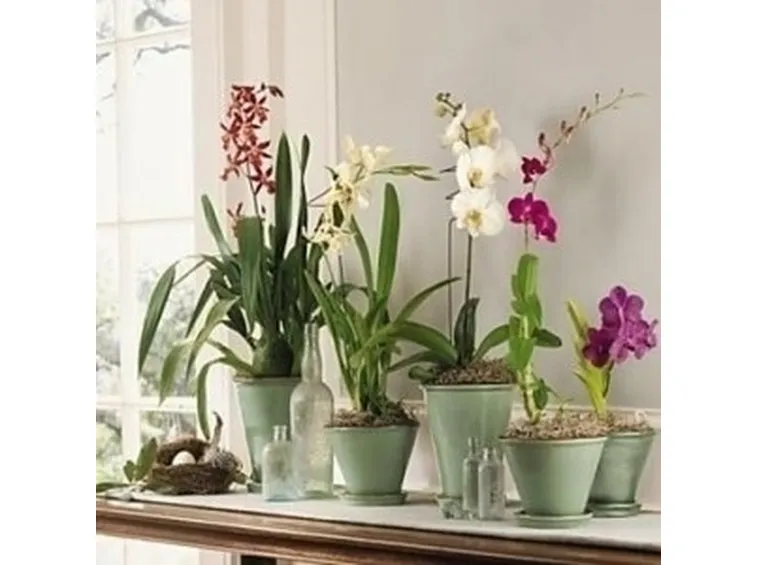 innaffiare orchidea-4