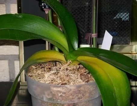 innaffiare orchidea-6