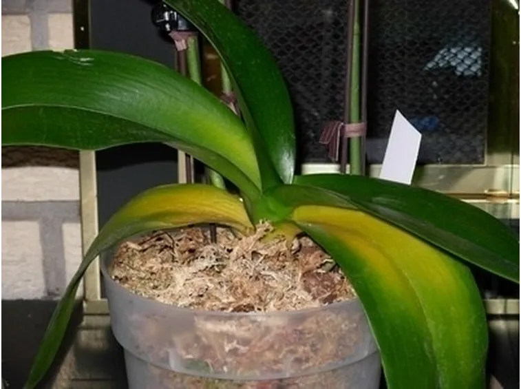 innaffiare orchidea-6