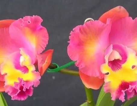 innaffiare orchidea-7