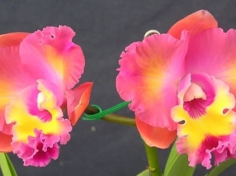 innaffiare orchidea-7