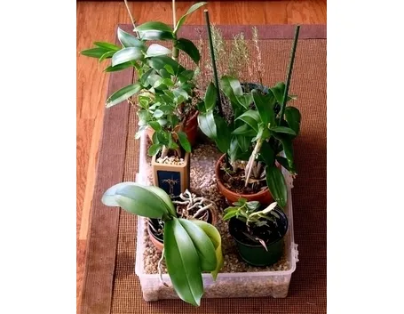 innaffiare orchidea-8