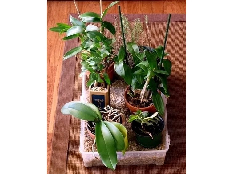 innaffiare orchidea-8