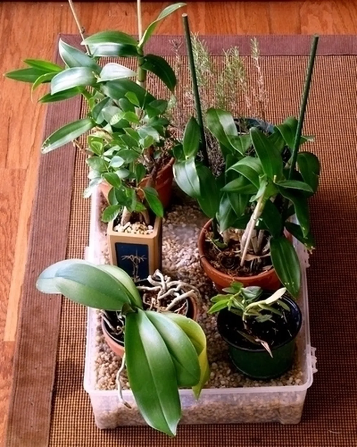 innaffiare orchidea-8