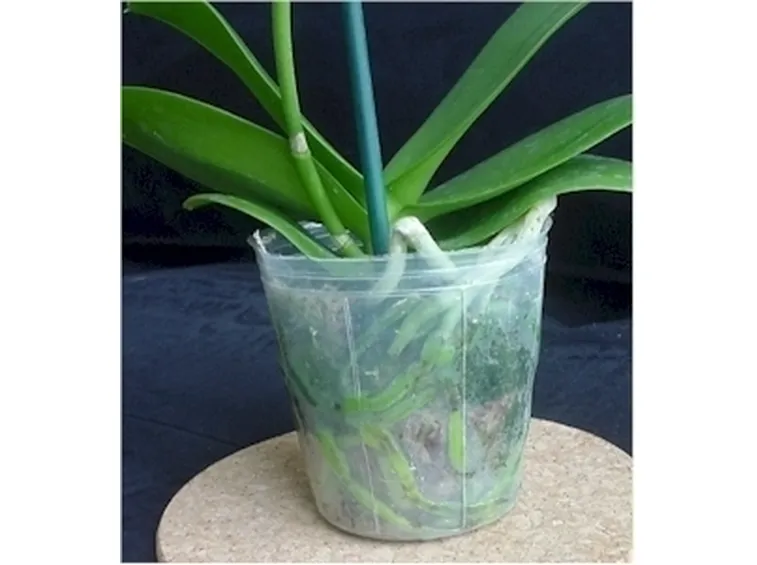 innaffiare orchidea-9